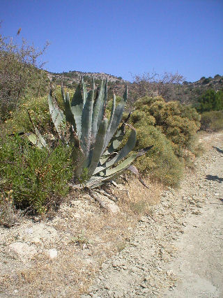 28 juni 2006 Rhodos - Cactus