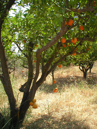 28 juni 2006 Rhodos - Appelsientje?