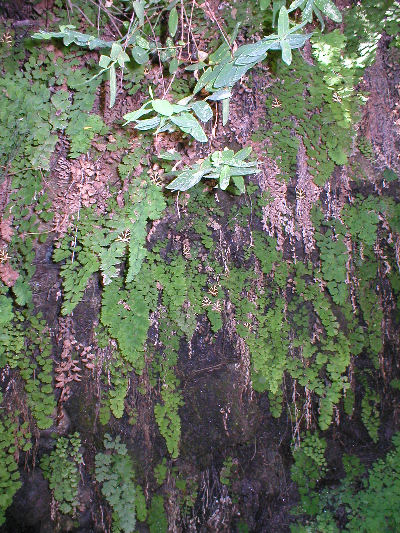 28 juni 2006 Rhodos - Vlinders