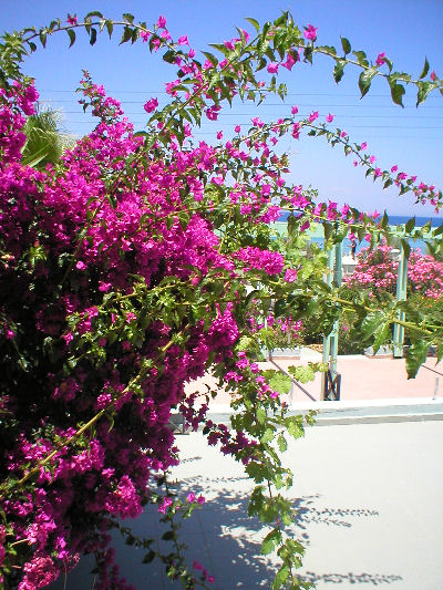 30 juni 2006 Rhodos - Sea Melody Bloemtjes