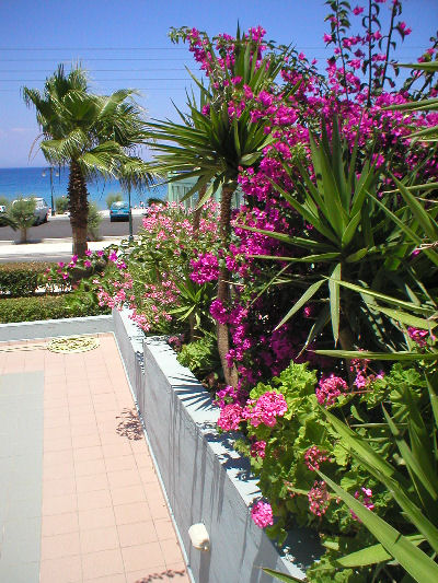 30 juni 2006 Rhodos - Sea Melody Bloemtjes